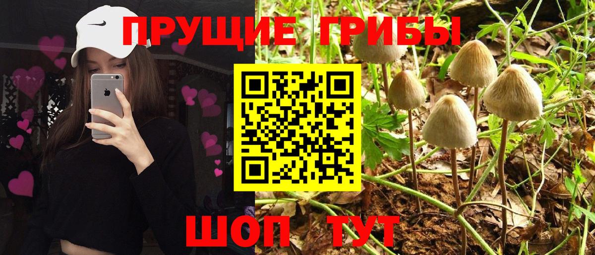 Асино  Псилоцибиновые грибы мицелий  Галлюциногенные грибы Psilocybe  Вход с VPN 